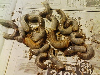 071005_2047~01.jpg