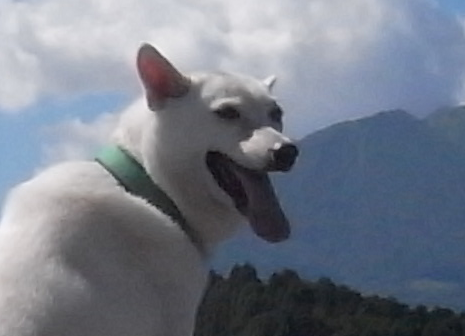 inu.bmp